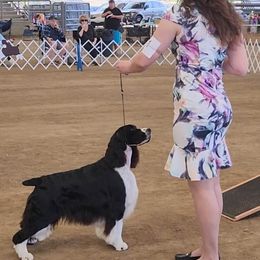 English Springer Spaniel All Grown Up from Karen Fischer