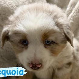 Sequoia - Red merle male Miniature Australian Shepherd puppy in South Central, Pennsylvania from Windy Hills Mini Aussies & Doodles