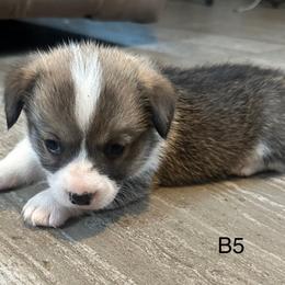 Boy 5 - Red Pembroke Welsh Corgi puppy in Douglas, Georgia from Delgado’s Corgi’s