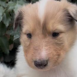 Collies from Mountain River Collies