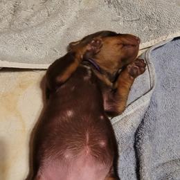 Purple  collar girl - Red and rust female Doberman Pinscher puppy in Santa Clarita, California from Riviera Dobermans