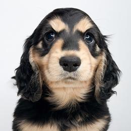 Zephyr - Black and tan male Dachshund puppy in Redding, California from Jean & Mae Doxies