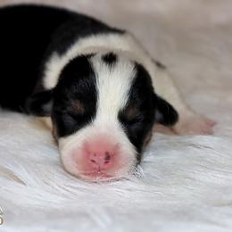 Minnewaska - Black and tan male Pembroke Welsh Corgi puppy in Akeley, Minnesota from Northwynd Corgis