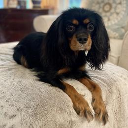 Millie - Cavalier King Charles Spaniel