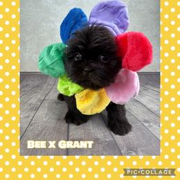 Patsy now Lucy - Liver female Shih Tzu puppy in Beatrice, Nebraska from I Shih Tzu Not Puppies