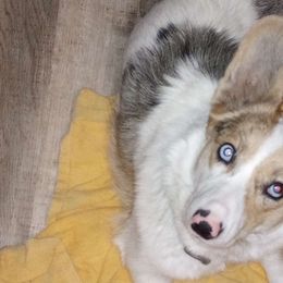 Mystah - American Corgi