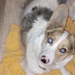 Mystah - American Corgi