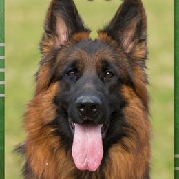 Uri - German Shepherd