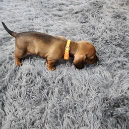 Dachshund Puppies from Knobster's AKC Miniature Dachshund Puppies