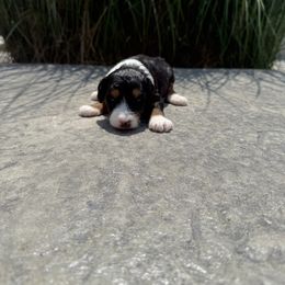 ECHO - Black tri-color male Aussiedoodle puppy in Sharpsburg, Georgia from Steindoodles