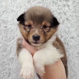 Duster - Sable and white male Shetland Sheepdog puppy in Central City, Kentucky from Hope's Heart Shelties