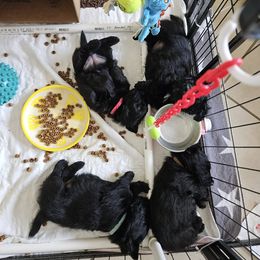 Poodle and Scottish Terrier Puppies from Conundrums Kennels