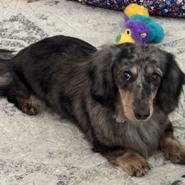 Esme - Dachshund