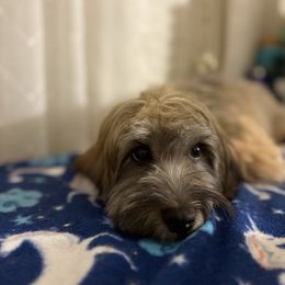 Kevin - Red sable male Havanese puppy in Clermont, Florida from Country Sweet Havanese and Creative Coaching