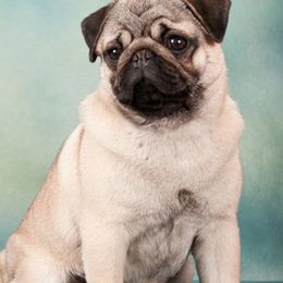 Boom Chicka Boom Boom - Pug