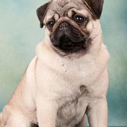 Boom Chicka Boom Boom - Pug