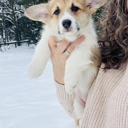 Pembroke Welsh Corgi Puppies from Blue Angel Kennels