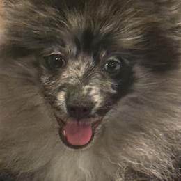 Waylon ( Jennings ) - Blue merle male Pomeranian puppy in Jackson, New Jersey from Peapod Pomeranians