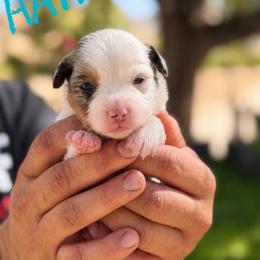 Hayden - Blue merle male Miniature American Shepherd puppy in Sanger, California from Flying M Cactus Ranch Buddies