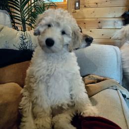 Goldendoodle Puppies from Lundee Doodles