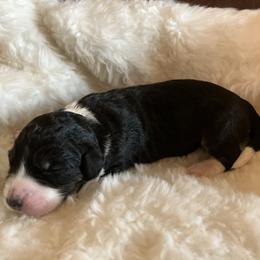 Jane - Black and white female Aussiedoodle puppy in Orange Cove, California from Sand Creek Ranch Aussiedoodles