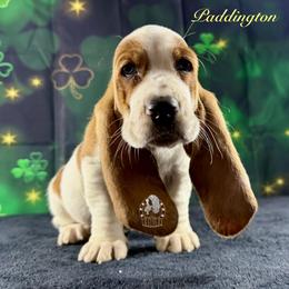 Paddington - Mahogany and white male Basset Hound puppy in Dingess, West Virginia from Tuckers' Howling Hounds