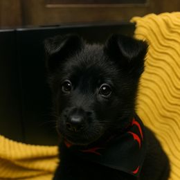 Boy 1 - Black male German Shepherd puppy in Houston, Texas from Crissi Hansel