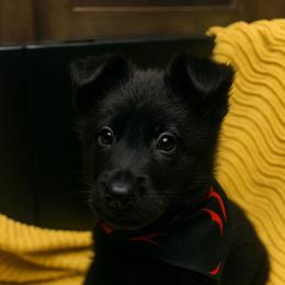 Boy 1 - Black male German Shepherd puppy in Houston, Texas from Crissi Hansel