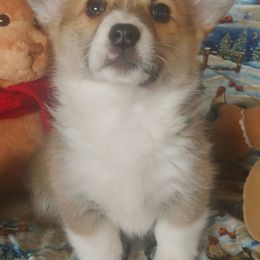 American Corgis from Cindy's Corgis