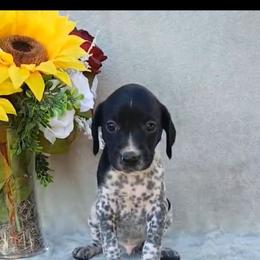 Boy 2 - Black roan male German Shorthaired Pointer puppy in Laporte, Minnesota from Northern Odyssey Gun Dogs