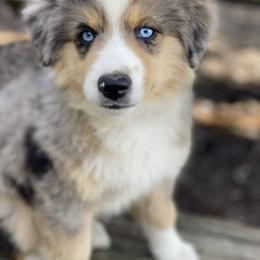 Toy Australian Shepherd Puppies from Kickapoo Creek Aussies