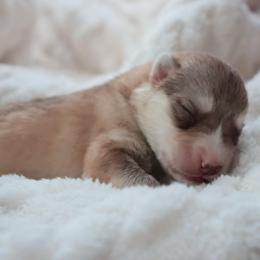 Canyon - Red and white female Siberian Husky puppy in Bly, Oregon from Hill Top Huskies