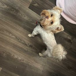 Mister - Yorkshire Terrier