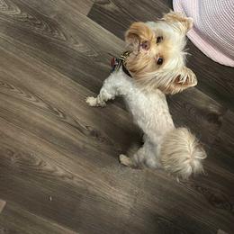 Mister - Yorkshire Terrier