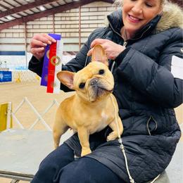Lily - French Bulldog