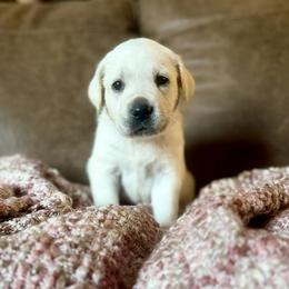 Ivory - Yellow female Labrador Retriever puppy in Sweet Home, Oregon from Snowpeak English Labradors