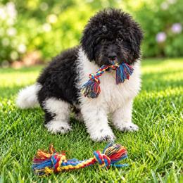 Smee - Black tri-color male Aussiedoodle puppy in Factoryville, Pennsylvania from North Mountain Doodles