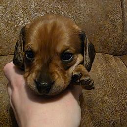 Red Collar Male - Fawn (isabella) and tan male Dachshund puppy in Otto, North Carolina from Windy Ridge Dachshunds