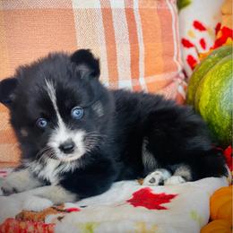 Hennessy - Tri-color female Pomsky puppy in Greenville, South Carolina from Thicketty Mountain Pomskies