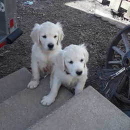 Golden Retriever Puppies from Fiddle In Gold Retrievers