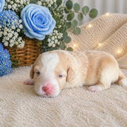 Theo - Yellow and white male Bernedoodle puppy in Myrtle Beach, South Carolina from Colorful-K9'S