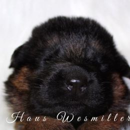 German Shepherd Puppies from Haus Wesmiller