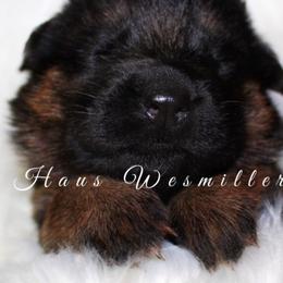 German Shepherd Puppies from Haus Wesmiller