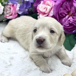 Lincoln - Cream male Dachshund puppy in Exeter, California from Sawtooth Miniature Dachshunds