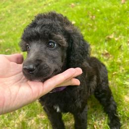Iris - Blue female Poodle puppy in Little Compton, Rhode Island from Shippee’s Standards