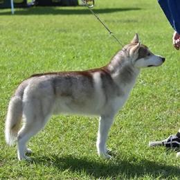 Anubis - Siberian Husky