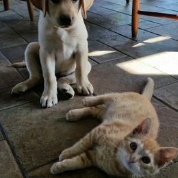 Labrador Retriever Puppies from Hero Labradors