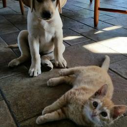 Labrador Retriever Puppies from Hero Labradors