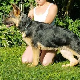 German Shepherd Puppies from Casamoko German Shepherds