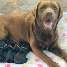 Labrador Retriever Puppies from Northern Ridge Retrievers